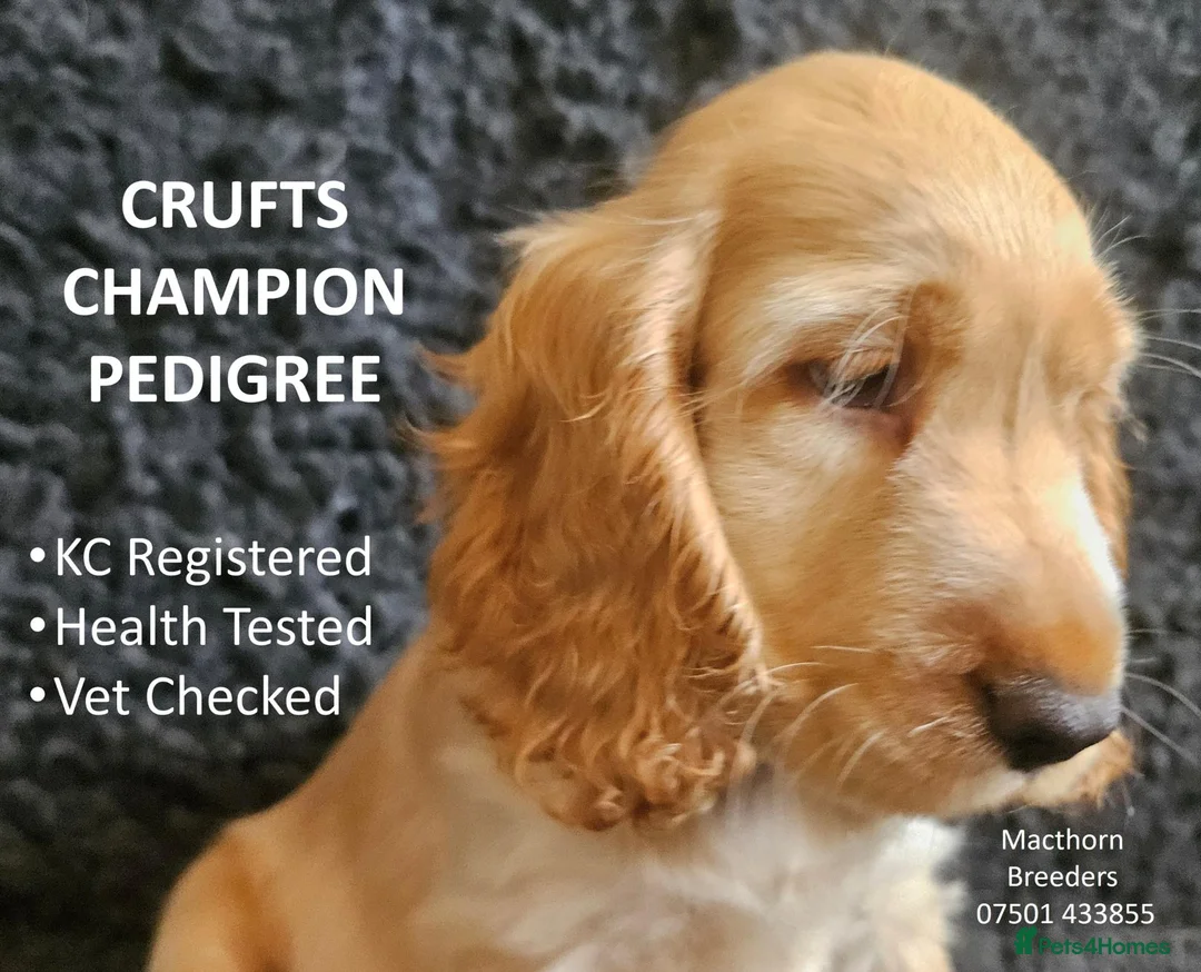 Cocker Spaniel dogs for sale: Pure Bred Show Cockers - KC Reg, Health Checked - Advert 1