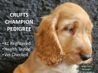 Cocker Spaniel dogs Stunning Show Cockers = 100% Pure Pedigree - Advert 11