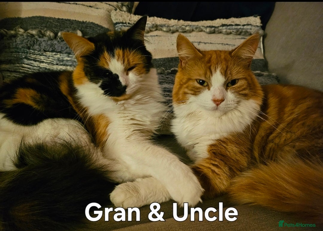 Mixed Breed cats Kittens - long hair - Advert 1