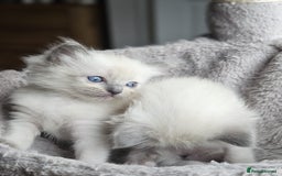 Ragdoll cats for sale: Blue mitted ragdoll kittens  - Image 15
