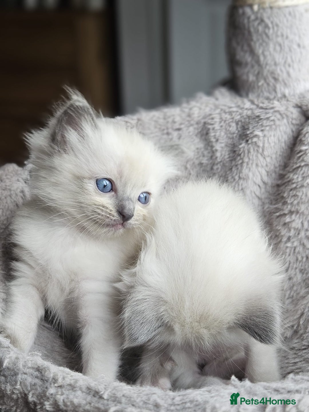 Ragdoll cats for sale: Blue mitted ragdoll kittens  - Image 15