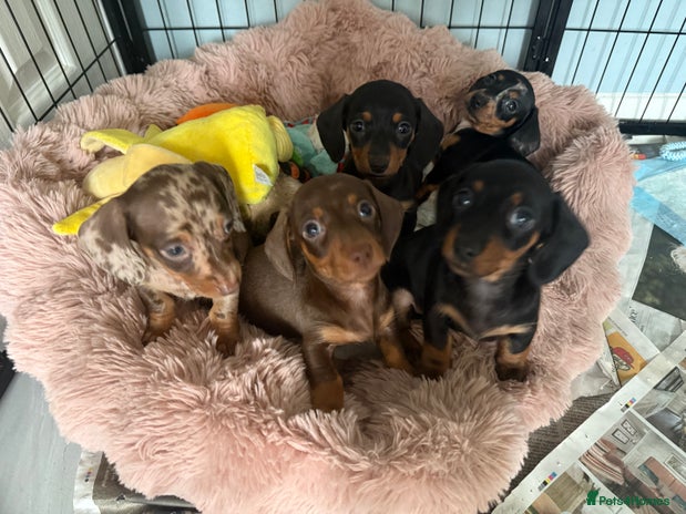 Miniature Dachshund dogs - Advert 11