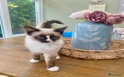 Ragdoll cats for sale: REDUCED GCCF Ragdoll-Mix – Rare & Longhaired 🐾 - Image 2
