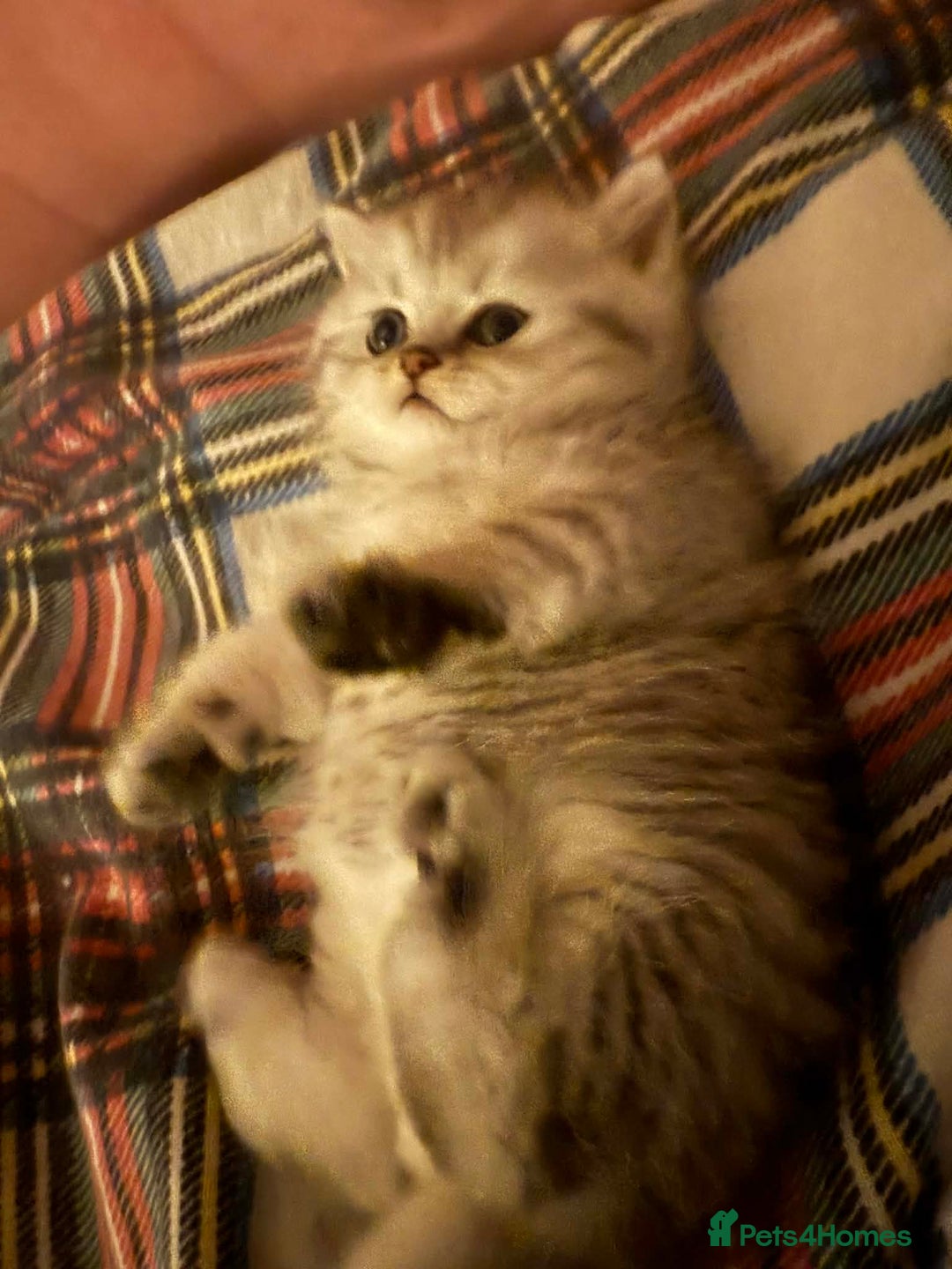 Persian cats for sale: Gorgeous pedigree chinchilla kitten  - Advert 4