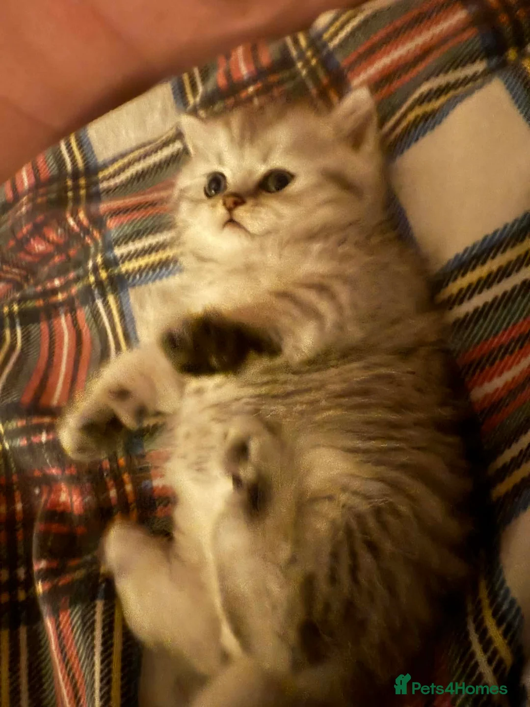 Persian cats for sale: Kitten Sold - Advert 18