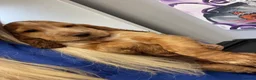 Cocker Spaniel dogs for stud: Cocker Spaniel Stud Available  in Dungannon - Advert 7