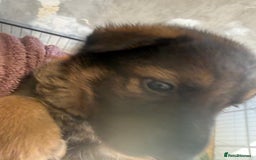 German Shepherd dogs for sale: Beautiful chunky German shepherd puppies - Image 11
