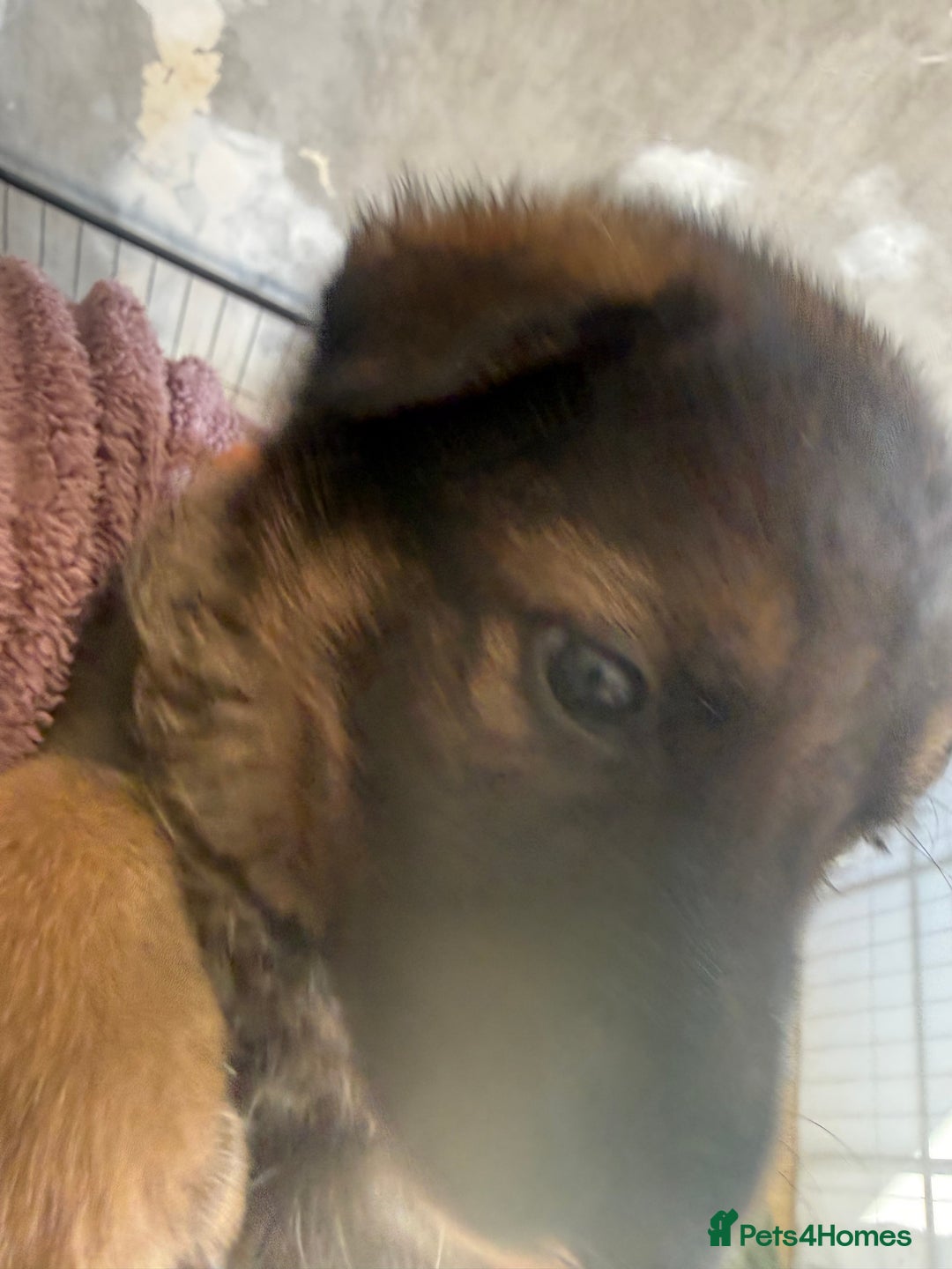 German Shepherd dogs for sale: Beautiful chunky German shepherd puppies - Image 11