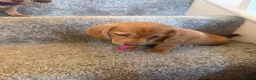 Dachshund dogs for sale: Daushound  - Advert 3