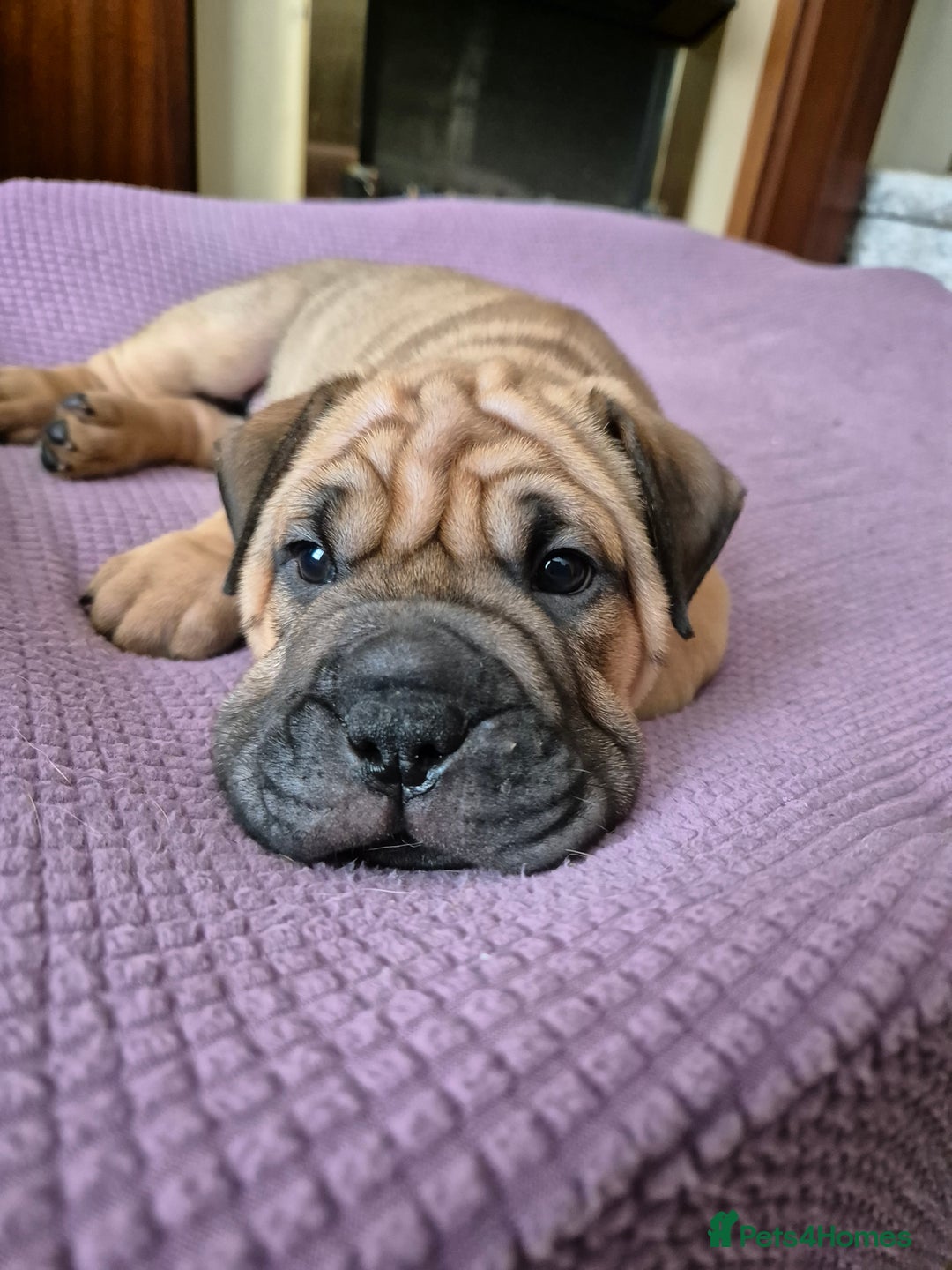 Shar Pei dogs for sale: Shar Pei puppies (READY TO GO NOW) - Image 22