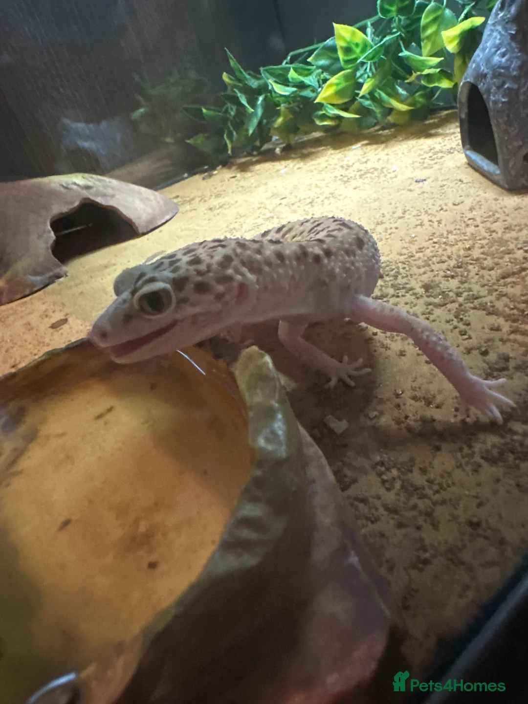 Leopard Gecko reptiles for sale: Leopard Gecko  - Advert 6