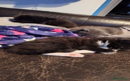 Mixed Breed cats for sale: Fluffy Kittens Gorgeous Personalities! 🐱💞 - Image 9