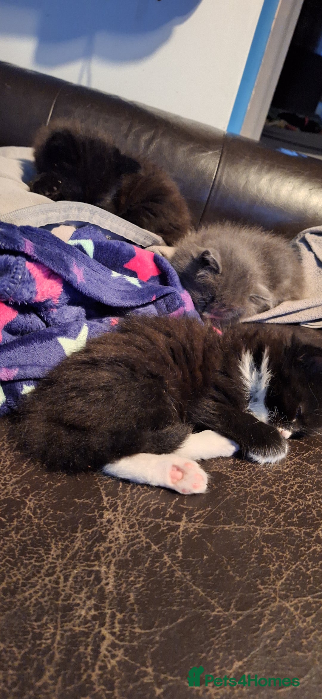 Mixed Breed cats for sale: Fluffy Kittens Gorgeous Personalities! 🐱💞 - Image 9