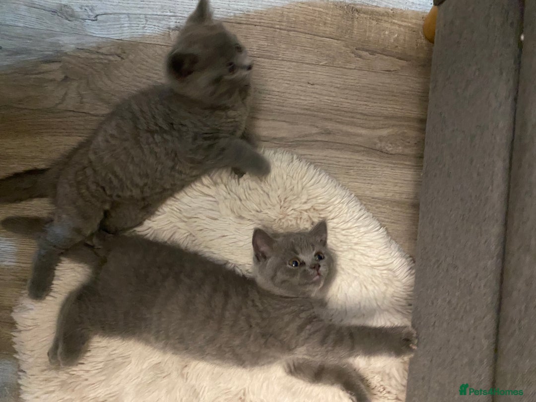 British Shorthair cats for sale: BRITISH kitties READY NOW  - Image 13