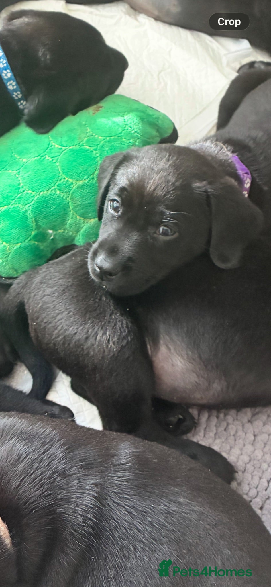 Labrador Retriever dogs Beautiful KC Black Labrador Puppies  - Advert 2