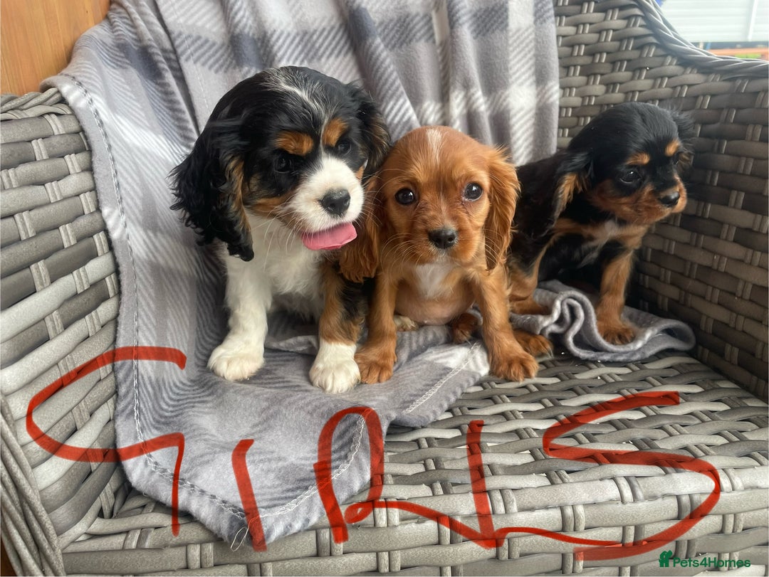 Cavalier King Charles Spaniel dogs for sale: Cavalier King Charles pups - Image 5