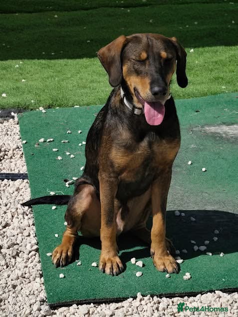 Mixed Breed dogs Argos the true gent with cats  - Advert 14