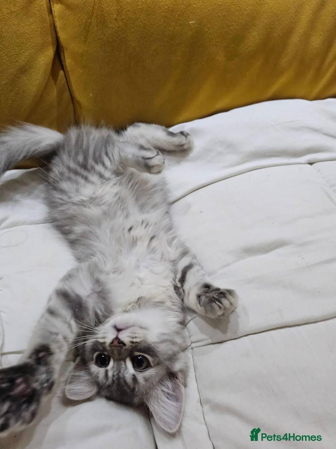 Persian cats for sale: 🐱 last kitten, heart melting Persian Kitten - Advert 2