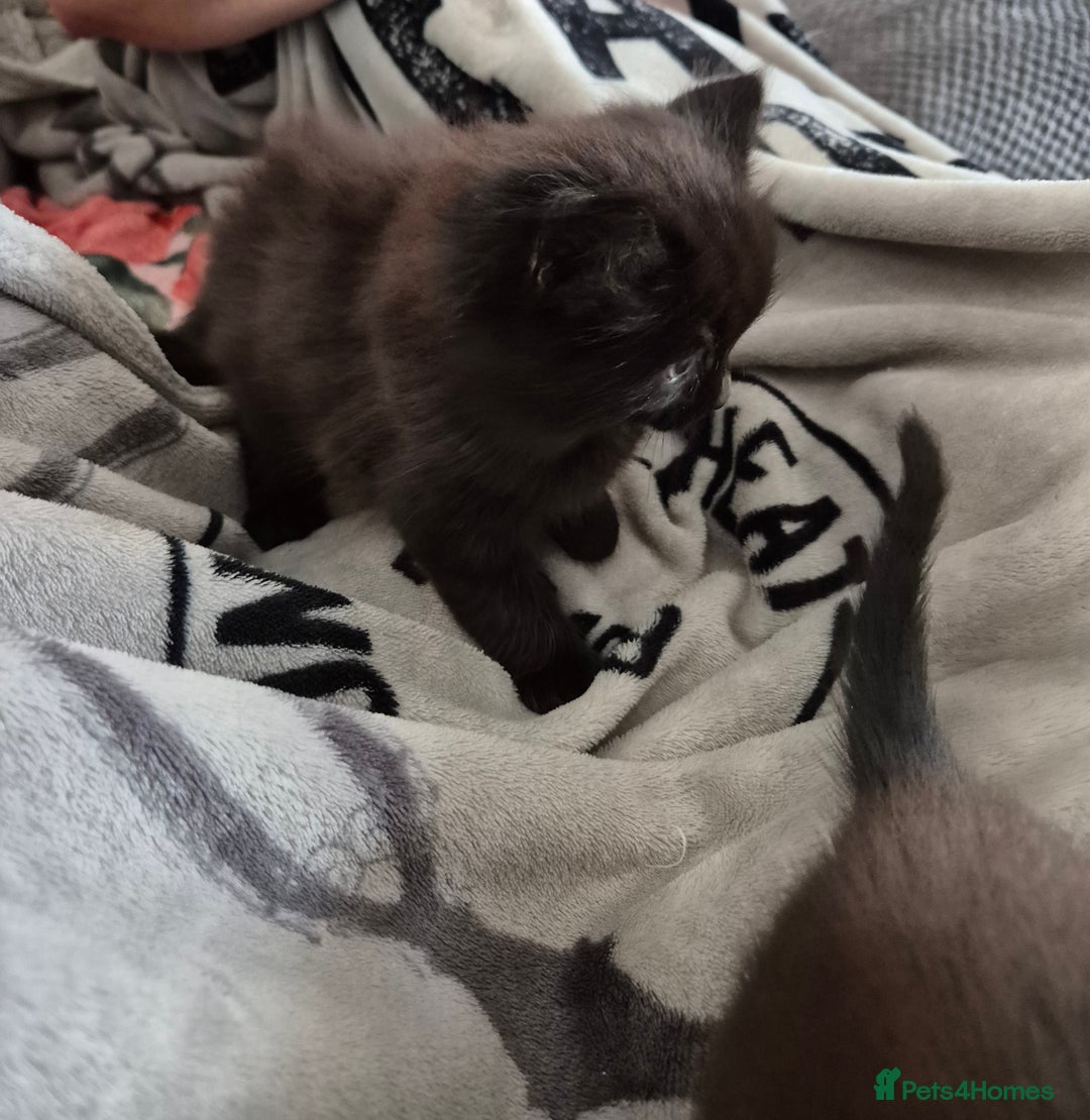 Mixed Breed cats for sale: Gorgeous fluffy chunky little babies  - Image 7
