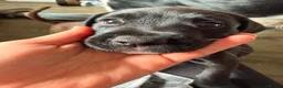 Mixed Breed dogs for sale: Two boys  in Deal - Advert 5
