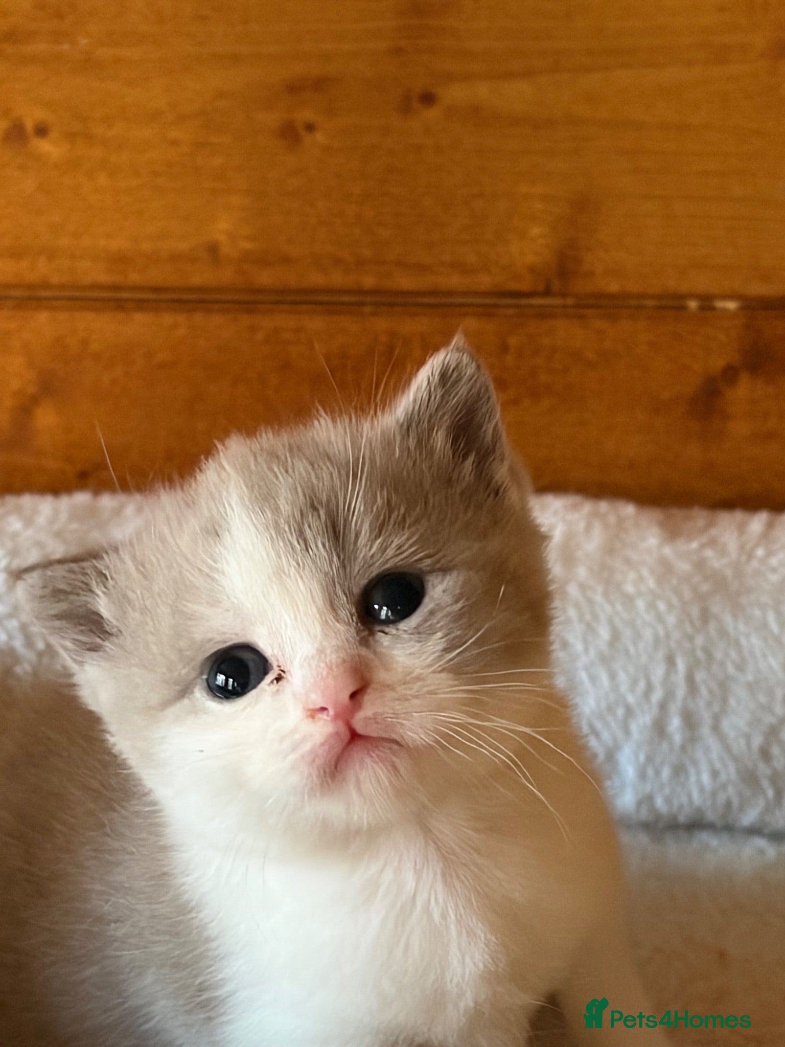 British Shorthair cats Beautiful TICA Lilac and White Girl  - Advert 2