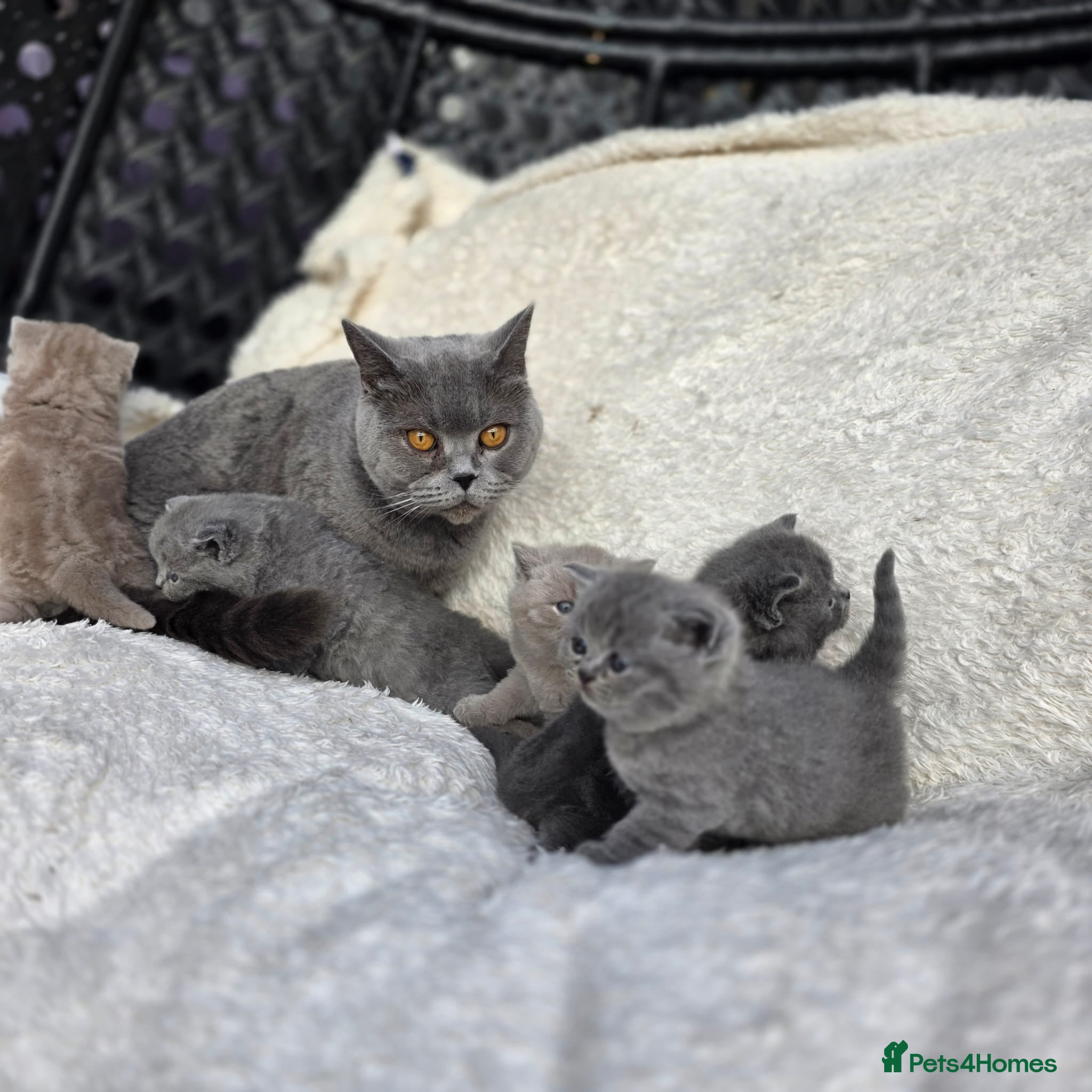 British Shorthair cats BEAUTIFUL BRITISH SHORTHAIR KITTENS  - Advert 1