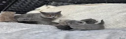British Shorthair cats for sale: BEAUTIFUL BRITISH SHORTHAIR KITTENS  - Advert 1