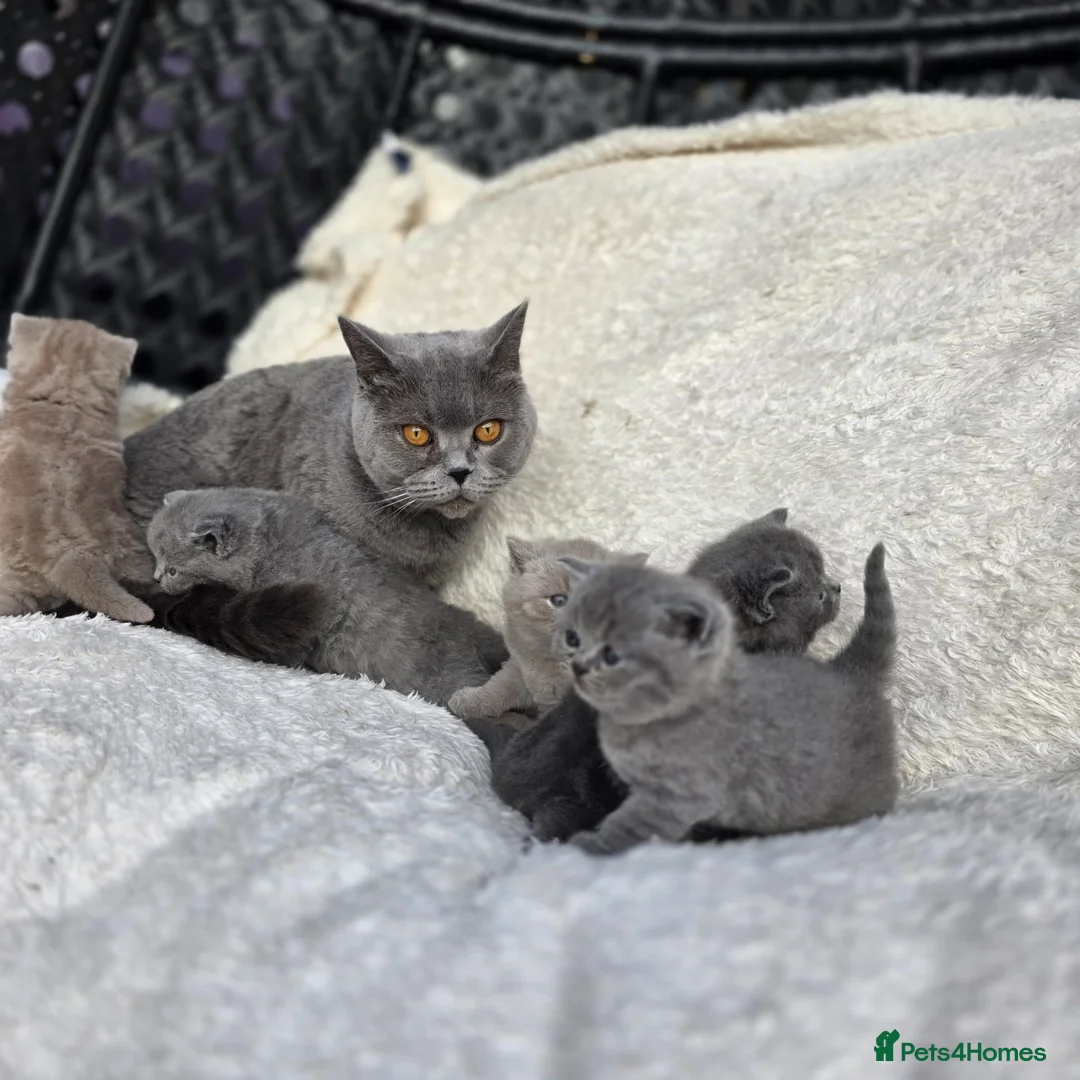 British Shorthair cats for sale: BEAUTIFUL BRITISH SHORTHAIR KITTENS  - Advert 1