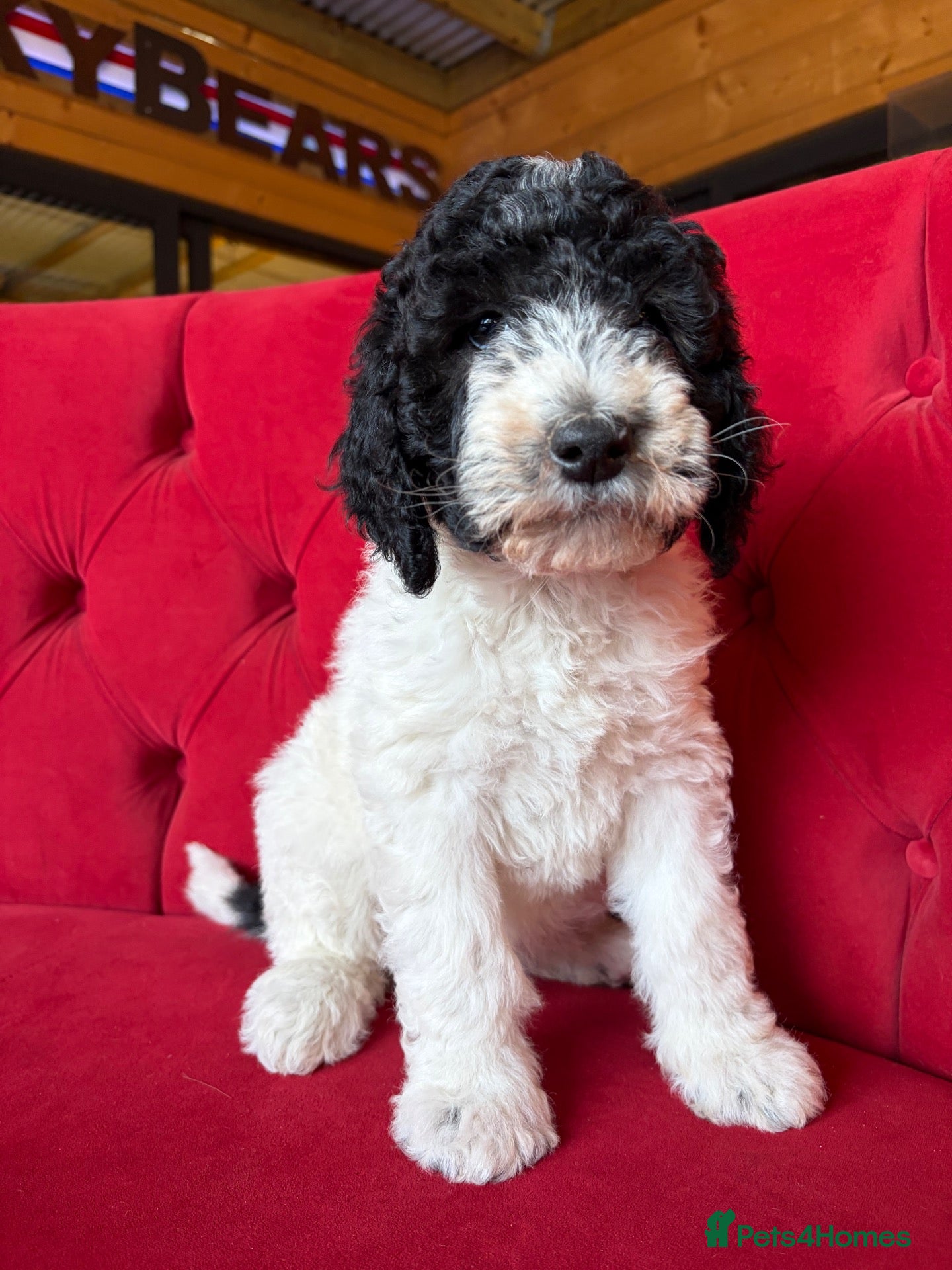 Sheepadoodle dogs Midi Sheepadoodle Girls READY NOW  - Advert 2