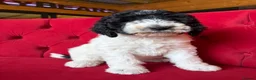 Sheepadoodle dogs for sale: Midi Sheepadoodle Girls READY NOW  - Advert 1