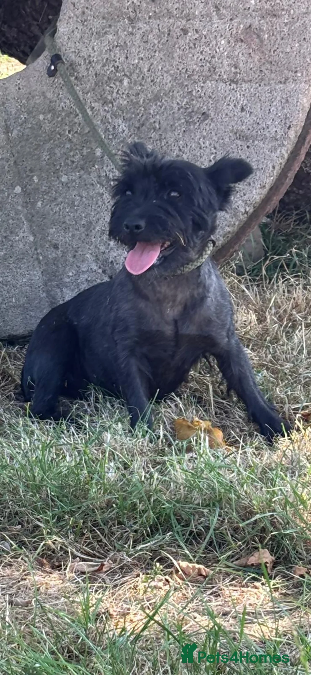Mixed Breed dogs for sale: Cairn x jack russel in Market Drayton - Advert 2