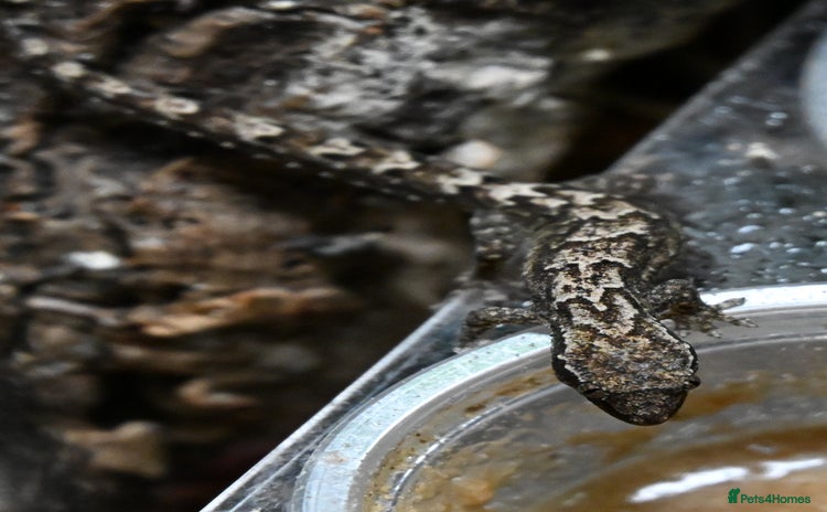 Gecko reptiles Mourning Geckos  - Advert 7