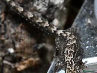 Gecko reptiles Mourning Geckos - Advert 1