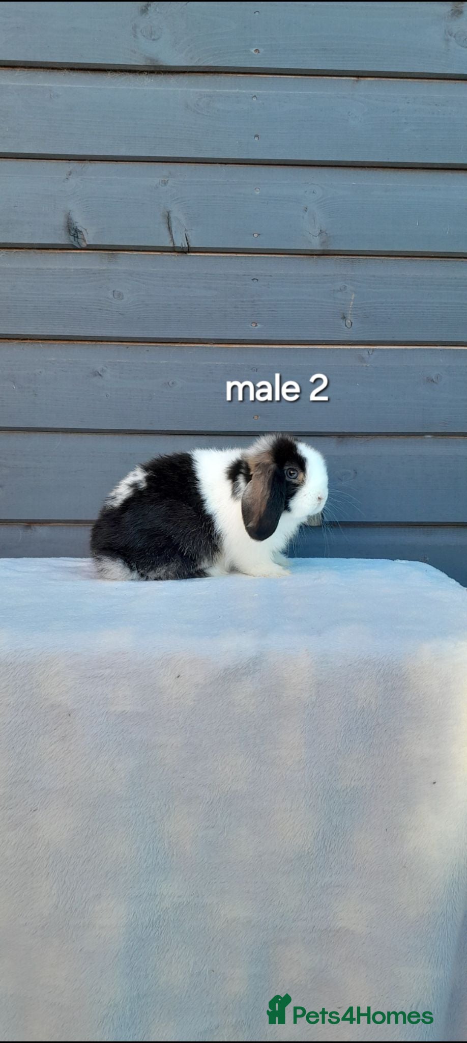 Mini Lop rabbits Stunning purebred mini lops  - Advert 1