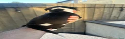 Whippet dogs for sale: KC Whippet black and white pup  - Advert 14