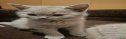 British Shorthair cats for sale: British Shorthair Kittens Looking for Loving Homes - Advert 11