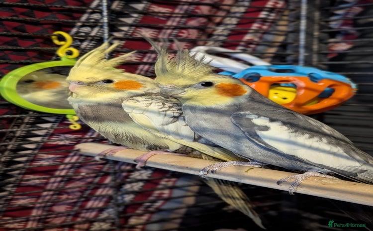 Cockatiels birds - Advert 1