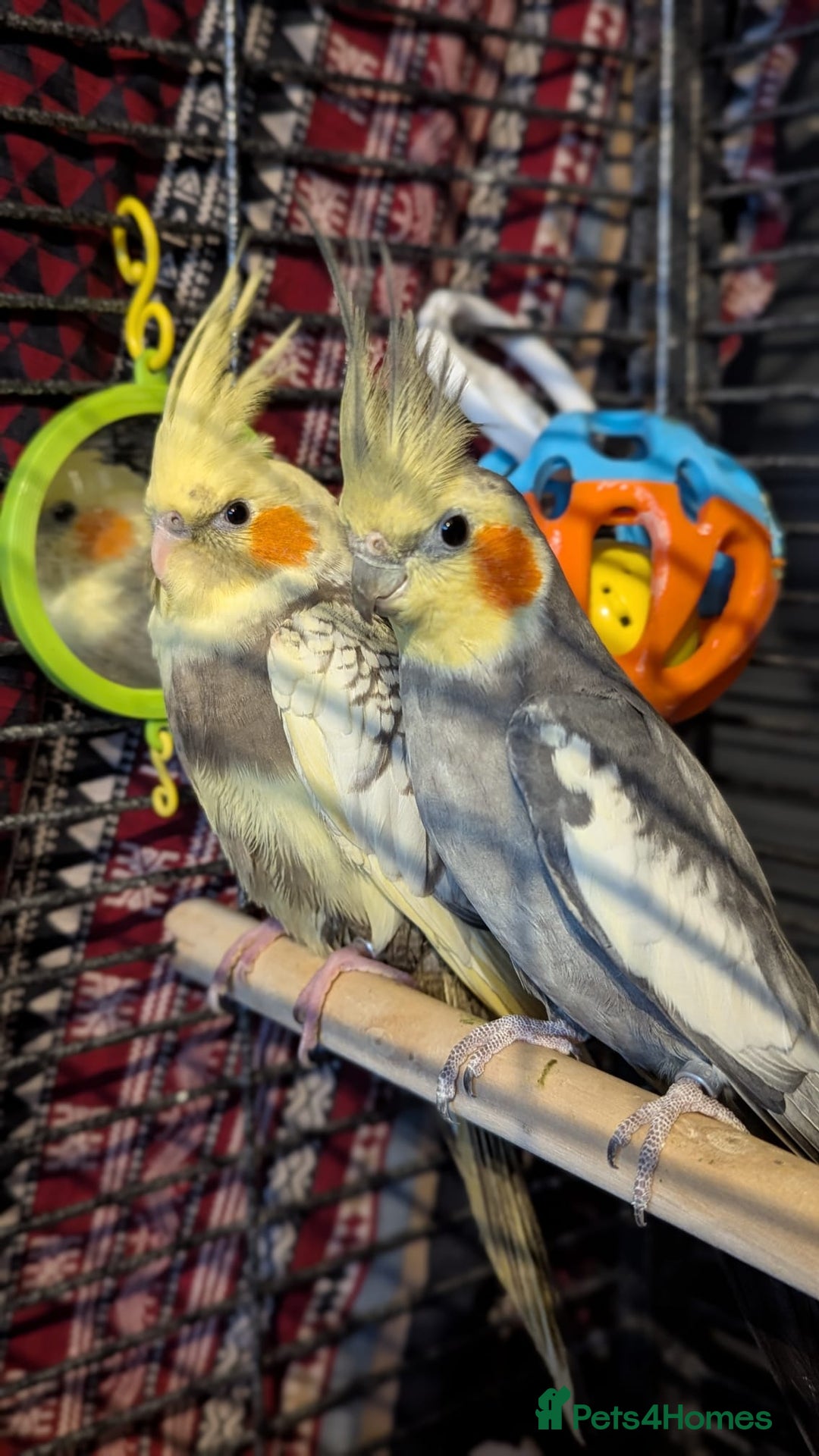 Cockatiels birds for sale: Cockateils  - Image 1