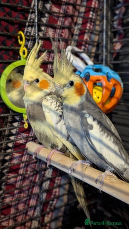 Cockatiels birds - Advert 18