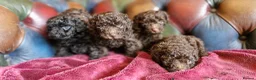 Toy Poodle dogs for sale: Gorgeous toy poodle pupps.health tested parents  - Advert 12