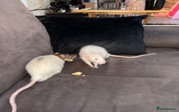 Rat rodents for sale: URGENT: two Male Rats Looking for new Forever Home - Image 9