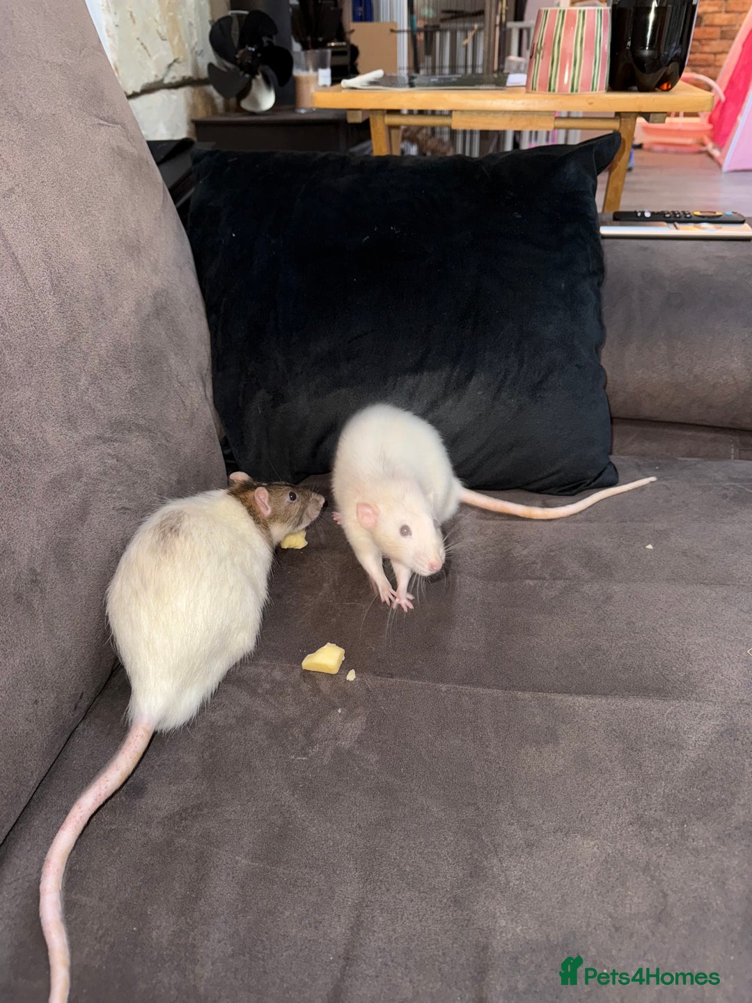 Rat rodents for sale: URGENT: two Male Rats Looking for new Forever Home - Image 9