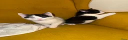 British Shorthair cats for sale: Adorable Black & White Kittens - Advert 10