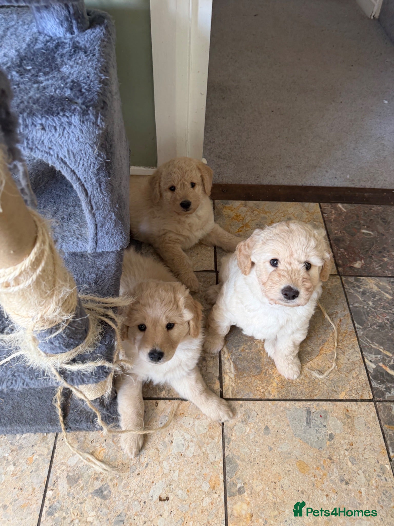 Goldendoodle dogs Goldendoodle puppies - Advert 1