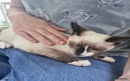 Snowshoe cats for sale: Pedigree snowshoes ready now only two left - Image 14