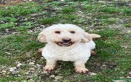 Cockapoo dogs for sale: Gorgeous cockapoo  - Image 3