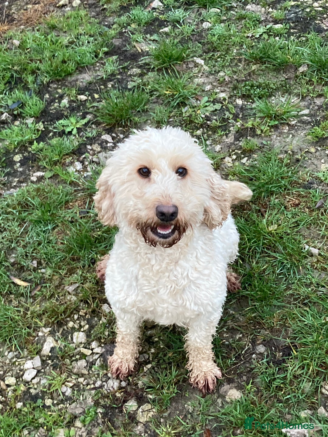 Cockapoo dogs for sale: Gorgeous cockapoo  - Image 3