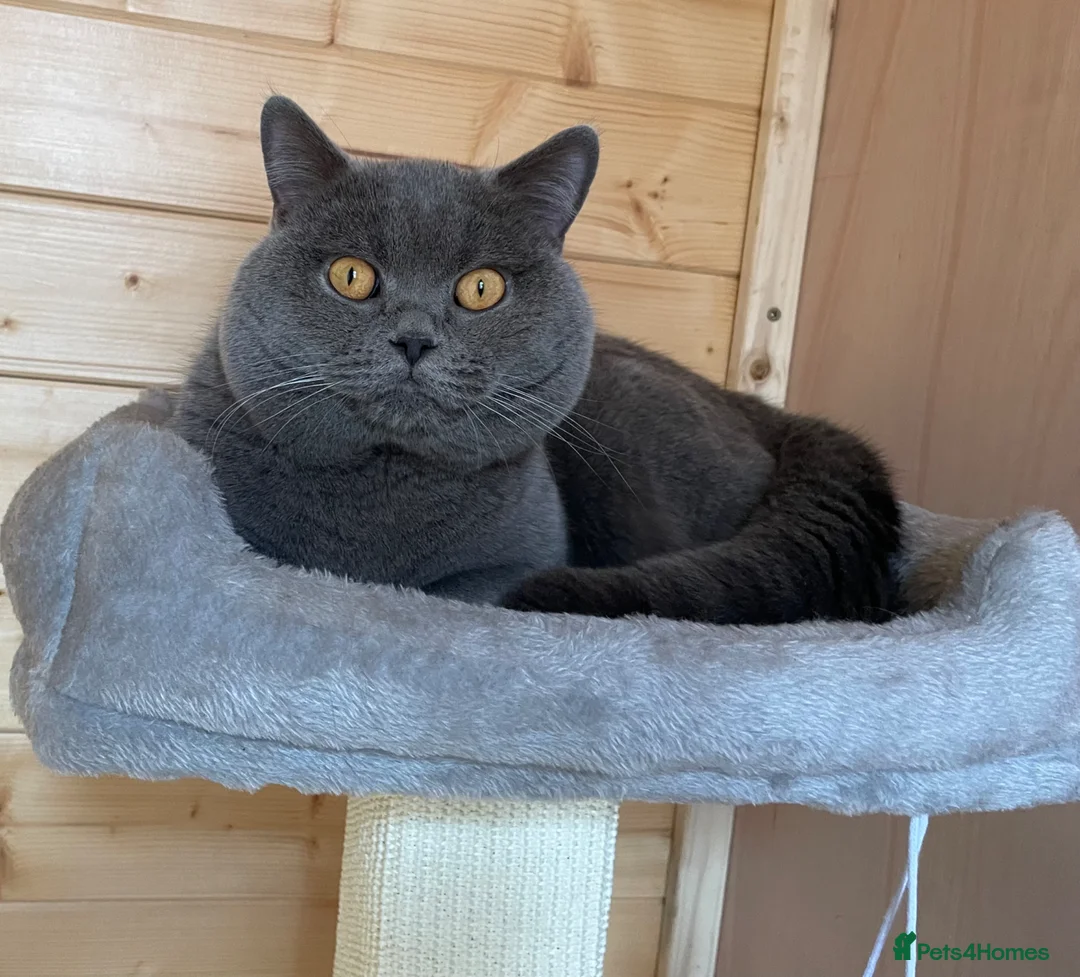 British Shorthair cats for stud: GCCF Active Reg BSH Blue Stud  - Advert 2