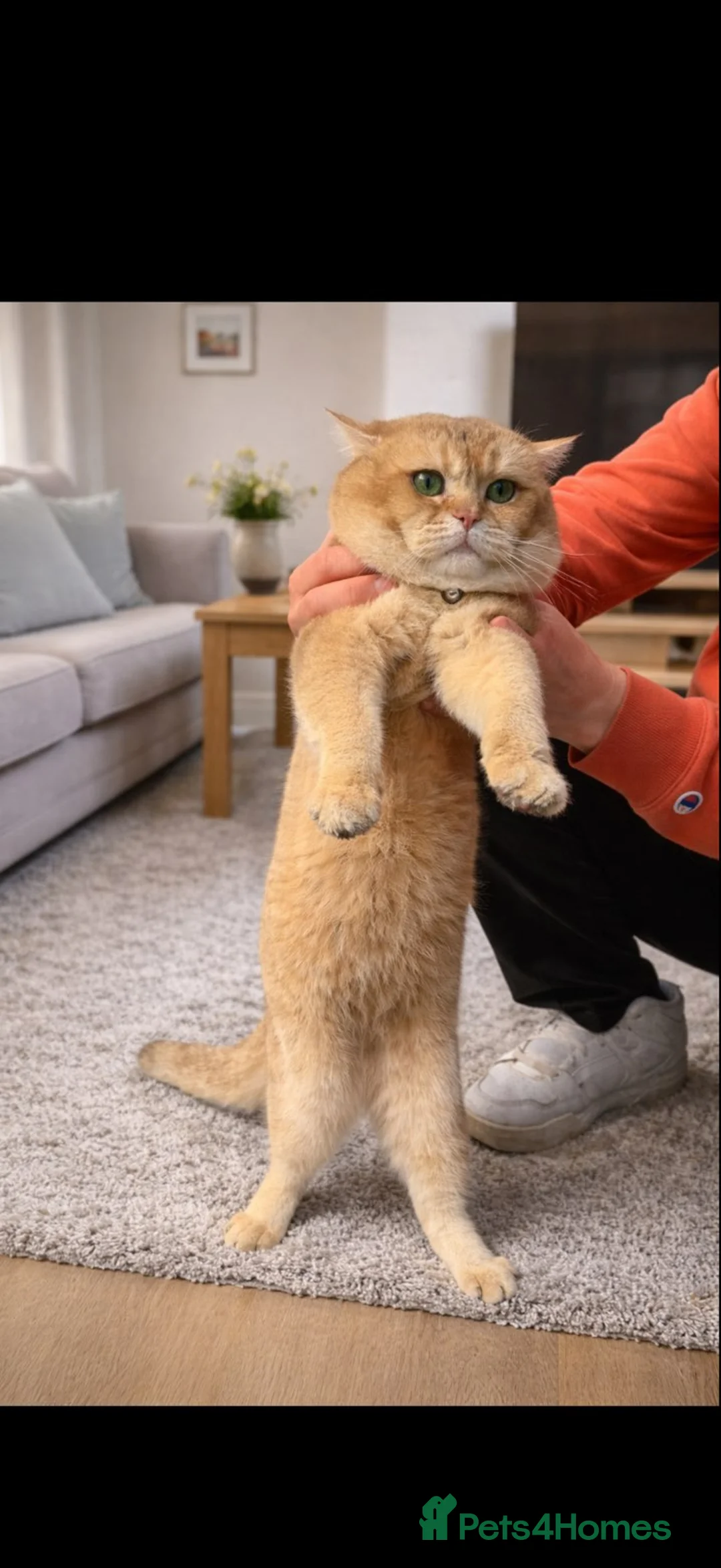 Brazilian Shorthair cats for stud: British golden cat - Advert 1