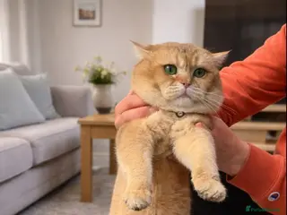 Brazilian Shorthair cats British golden cat - Advert 3